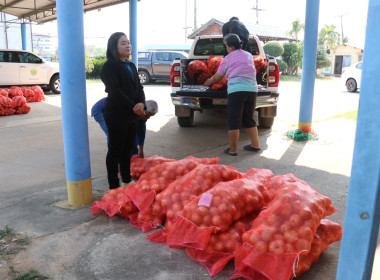 สำนักงานสหกรณ์จังหวัดยโสธรใช้กลไกขบวนการสหกรณ์เเละกลุ่มเกษตรกรกระจายผลผลิตสินค้าเกษตร (หอมหัวใหญ่) ... Image 3